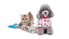 Animal de companie